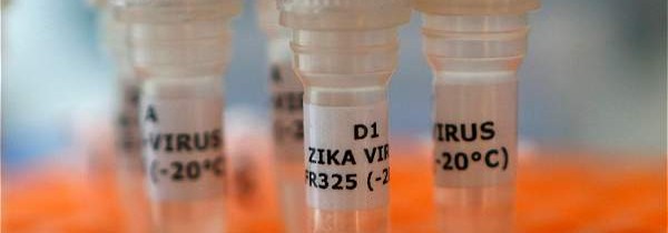 Salud Pública halla en Calaceite huevos del mosquito que puede transmitir Zika
